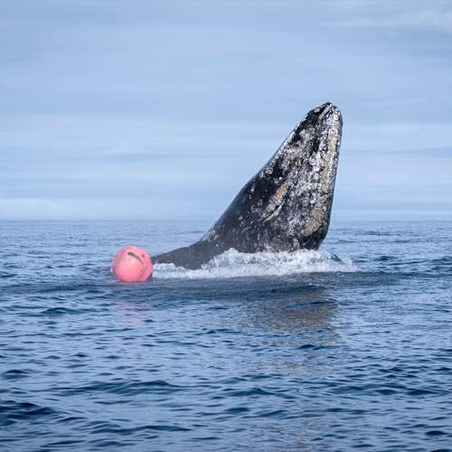 Превью фотографии фотографа Александр Новиков