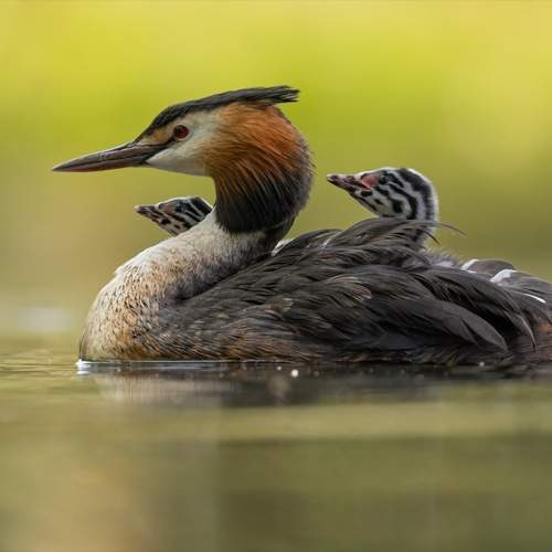 Превью фотографии фотографа Ruslan Pl