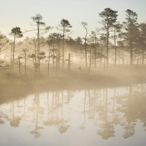 Превью фотографии фотографа Aleksandr
