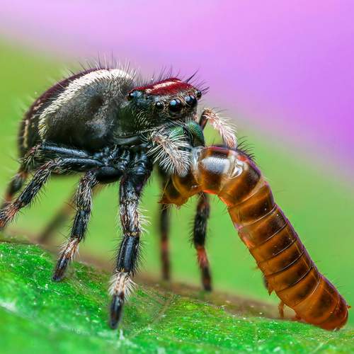 Preview Photographer\'s photo Leo Ngo