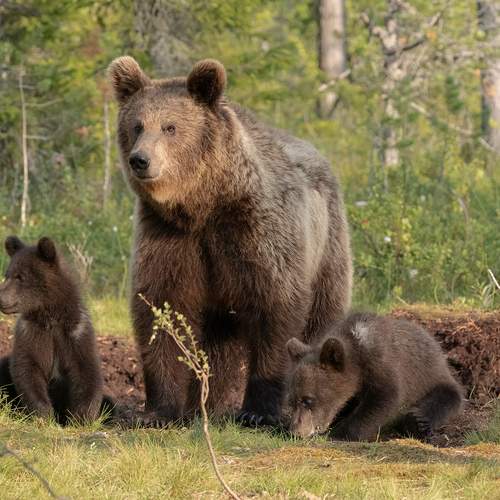 Превью фотографии фотографа MARIA KULA