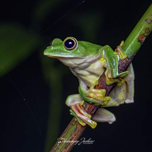 Превью фотографии фотографа Dhananjay Jadhav