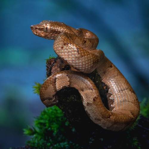 Preview Photographer\'s photo Dhananjay Jadhav