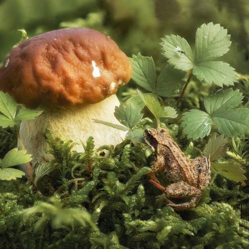 Превью фотографии фотографа Максим Вышарь