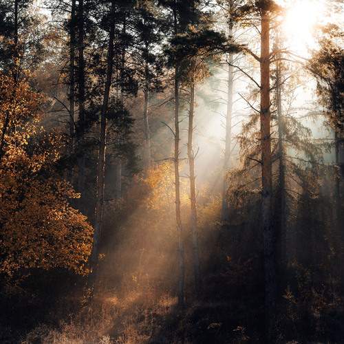 Preview Photographer\'s photo Сухенко Олег