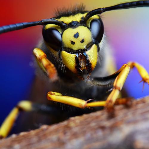 Preview Photographer\'s photo Nikolozi Meskhi