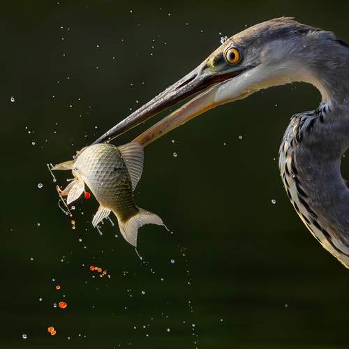 Preview Photographer\'s photo Bessarion Chakhvadze