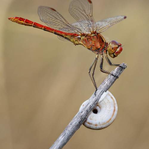 Preview Photographer\'s photo TORNIKE PAPKIAURI