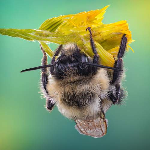 Превью фотографии фотографа Atul Saluja