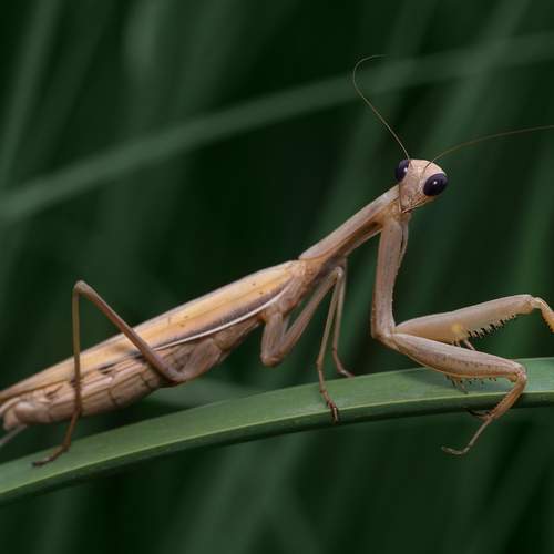 Preview Photographer\'s photo TORNIKE PAPKIAURI