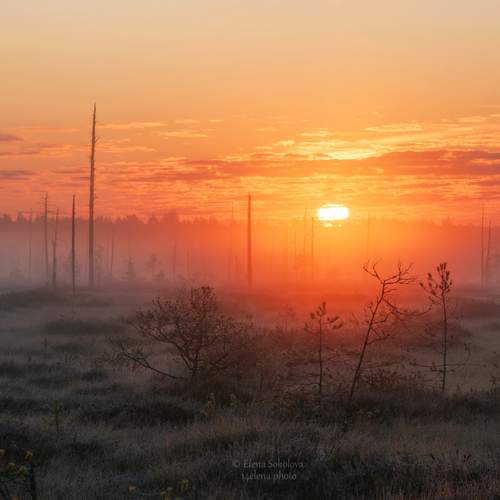 Превью фотографии фотографа Елена Соколова