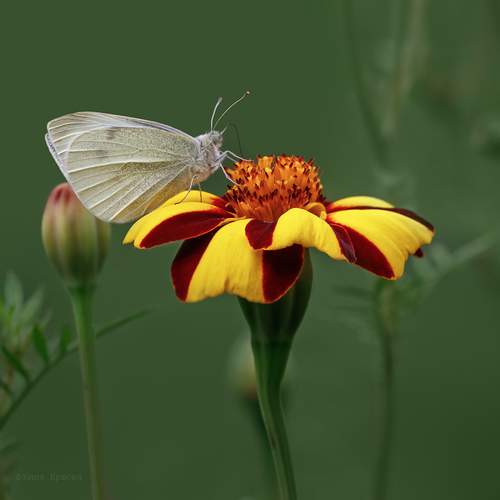 Превью фотографии фотографа Ершова Юлия