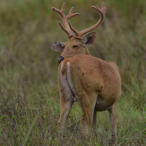 Превью фотографии фотографа SHIL ABHIJIT