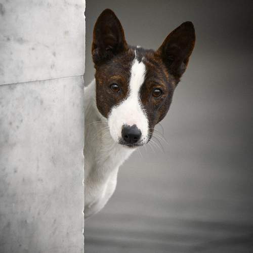 Превью фотографии фотографа Вострецов Иван