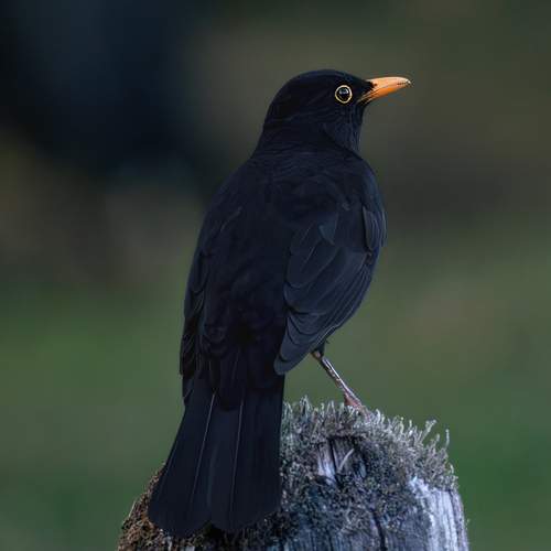 Preview Photographer\'s photo Ворожцова Марина