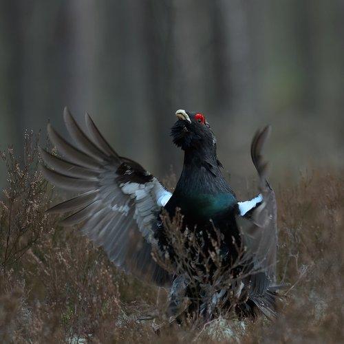 Превью фотографии фотографа andris