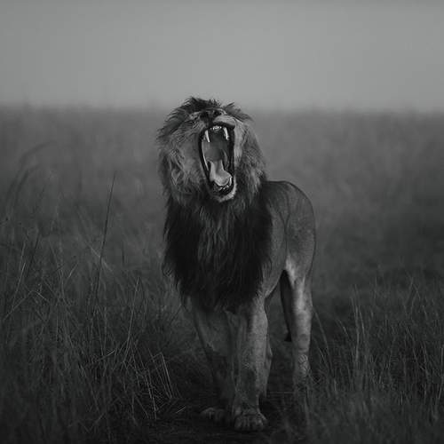 Preview Photographer\'s photo Budimir Jevtic