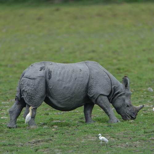 Preview Photographer\'s photo SHIL ABHIJIT