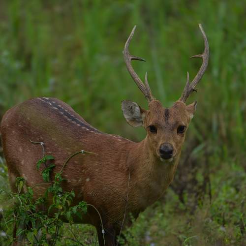 Превью фотографии фотографа SHIL ABHIJIT