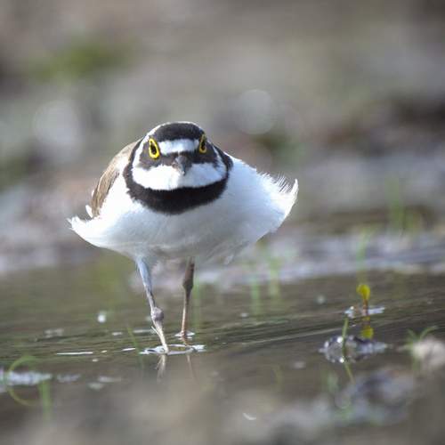 Preview Photographer\'s photo Герчев Николай