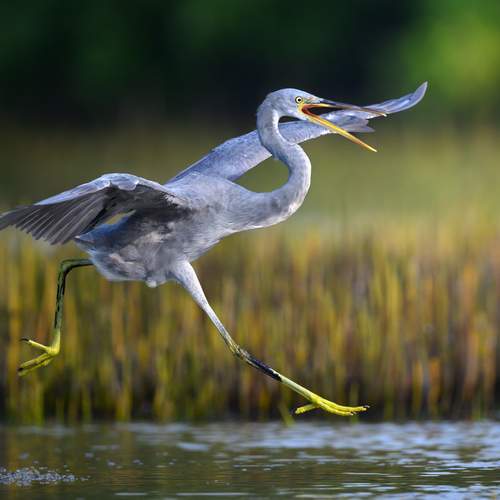 Preview Photographer\'s photo Vladimir Kulikov