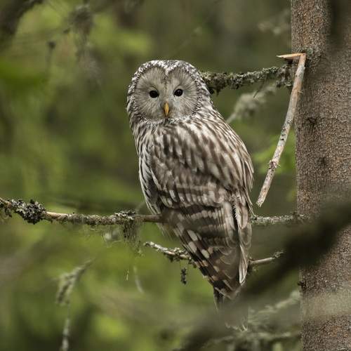 Preview Photographer\'s photo Predrag Kostin