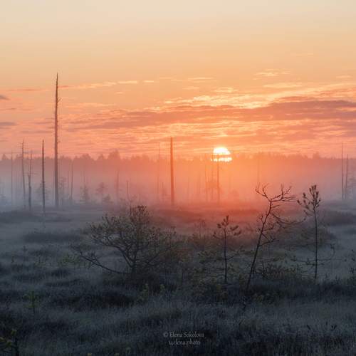 Превью фотографии фотографа Елена Соколова
