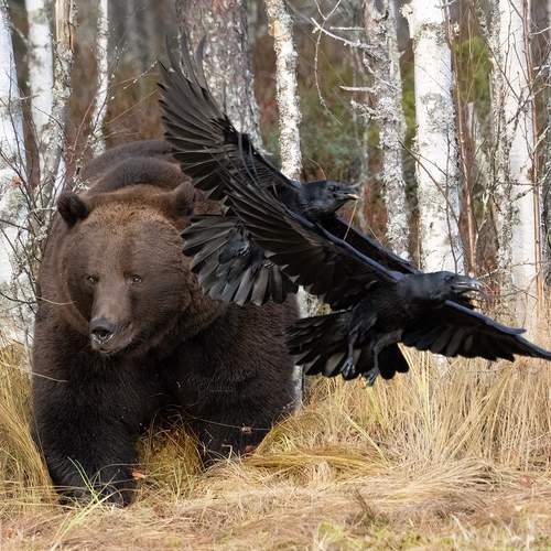 Превью фотографии фотографа MARIA KULA