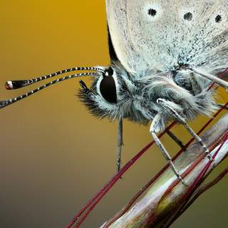 Жалаңаш Иван Барзиков Винтаж порно, Араб шейх жұлдыру, толық видео
