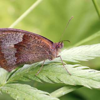 Үлкен жопа ххх