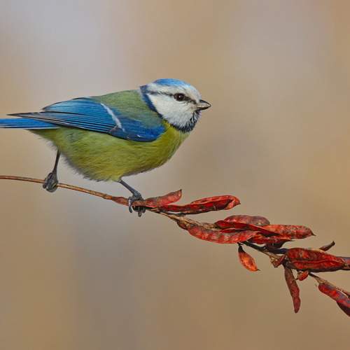 Preview Photographer\'s photo sergey izoya