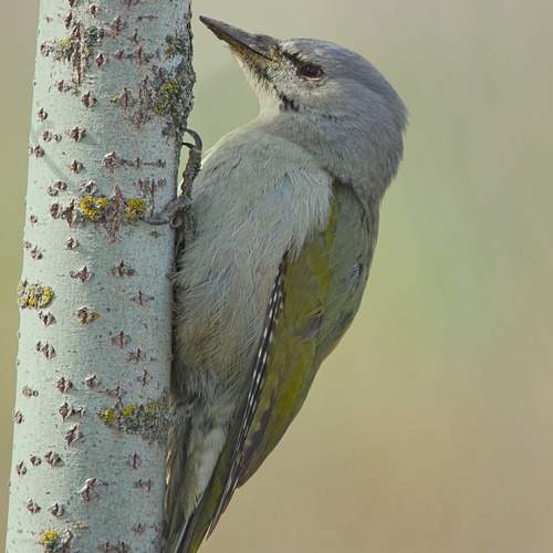 Preview Photographer\'s photo sergey izoya