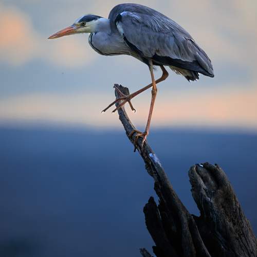Превью фотографии фотографа Sergey Efimenko