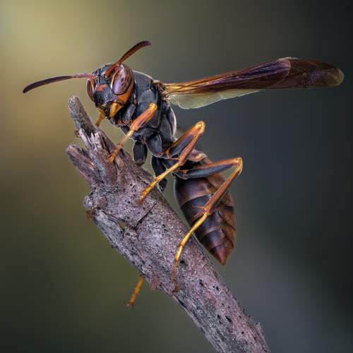 Превью фотографии фотографа Atul Saluja