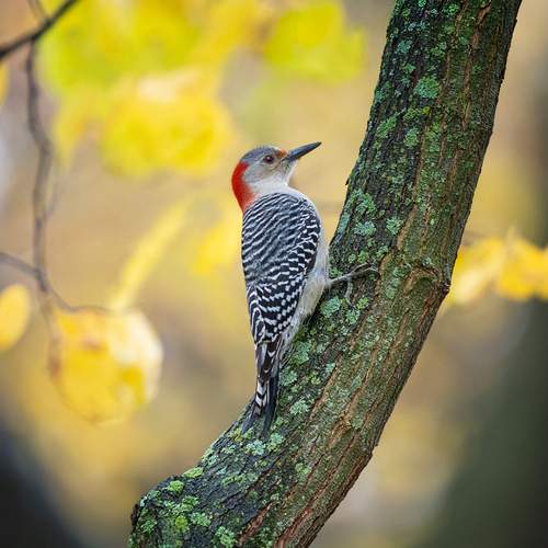 Preview Photographer\'s photo Yury Lugansky
