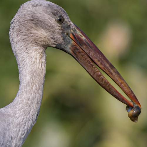 Превью фотографии фотографа Diganta Roy