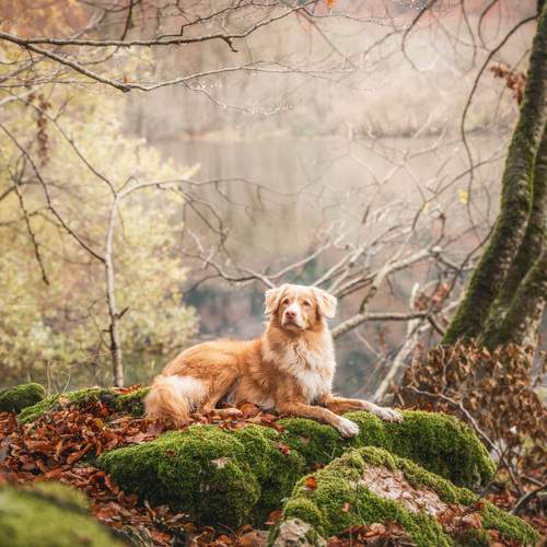 Preview Photographer\'s photo Андрианова Ирина