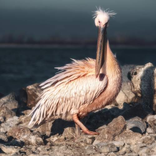 Превью фотографии фотографа Nikos Leonov
