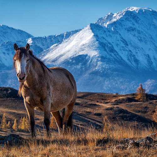 Превью фотографии фотографа Бодрягин Виталий