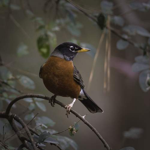 Превью фотографии фотографа  Стив