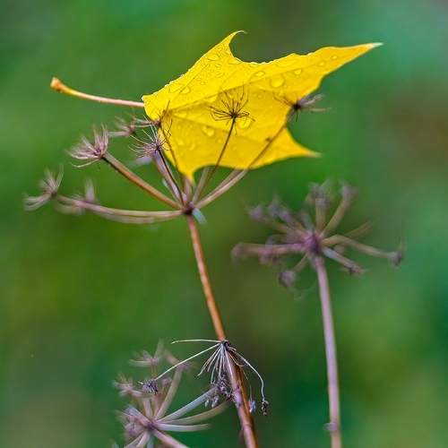 Превью фотографии фотографа Орлов Олег