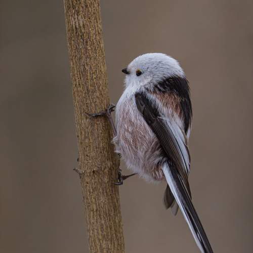 Превью фотографии фотографа Ruslan Pl