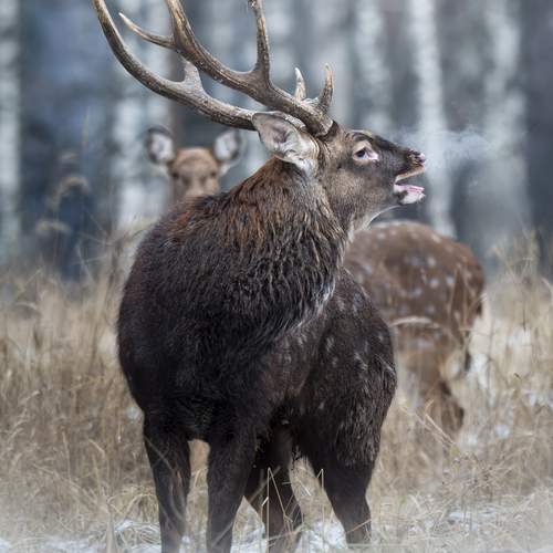 Превью фотографии фотографа Поляков Михаил