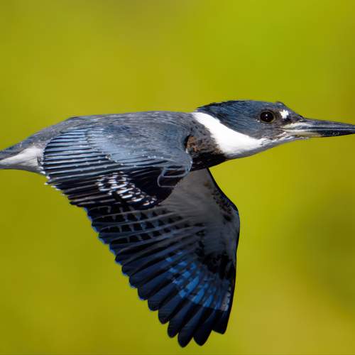 Preview Photographer\'s photo Leo Ngo