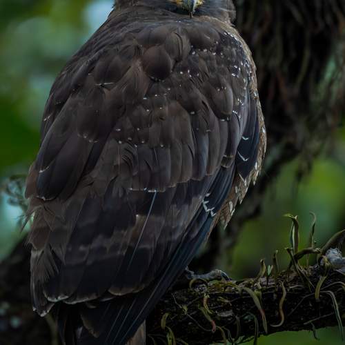 Preview Photographer\'s photo SHIL ABHIJIT