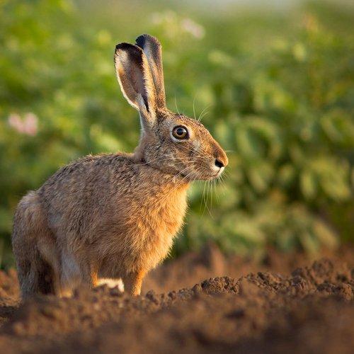 Превью фотографии фотографа Wojciech Grzanka