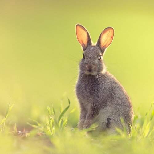 Превью фотографии фотографа Marcin Kaczmarkiewicz