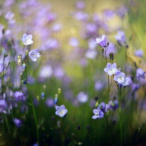 Превью фотографии фотографа Елена Галицкая