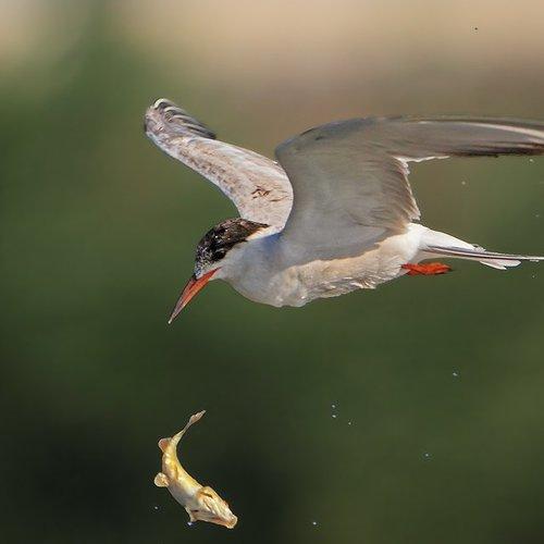 Превью фотографии фотографа Yuri Gomelsky