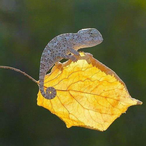 Превью фотографии фотографа mehmet